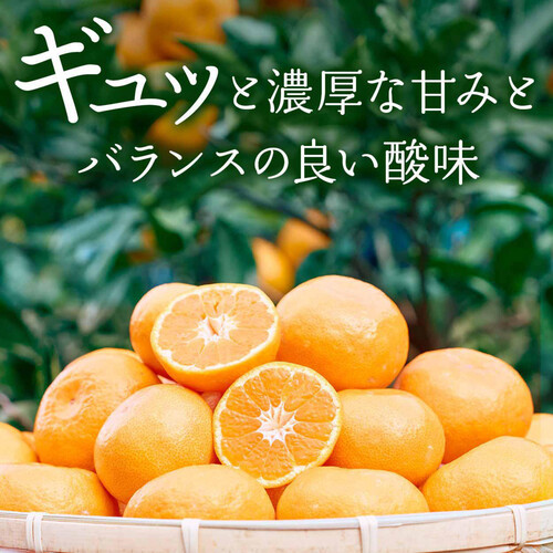和歌山県産 ギュッと濃厚 吉田農園の有田三代みかん 10-12個 L-Mサイズ