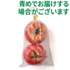 トマトMaxMara２点 トマトMaxMara2点 トマトMaxMara2点 トマト品種 | 有限会社