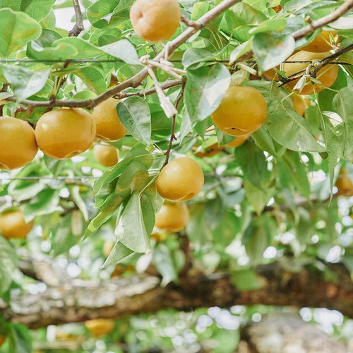［食べごろ+］長野県産 林さんのサン南水梨 大玉 640g 2個