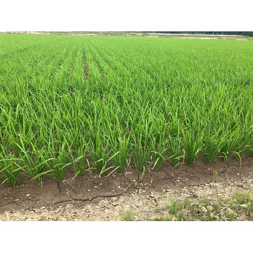 カワサキ森田屋 北海道 赤平産ゆめぴりか 特別栽培米 生産者ベストライス赤平 3kg
