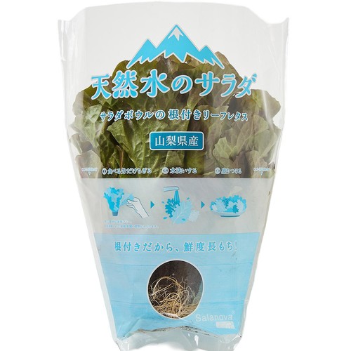 山梨県産 レッドバタビア 根付きリーフレタス 100g