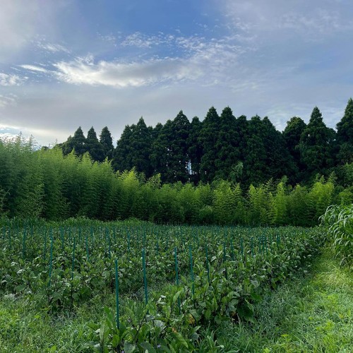 【有機】千葉県産 なす 330g (3-5本) 1袋