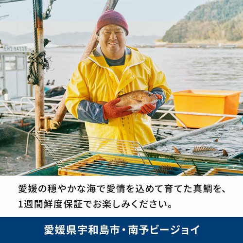 ［鮮度+］【冷蔵】愛媛県産 養殖活〆真鯛刺身用(腹) 1冊 80g