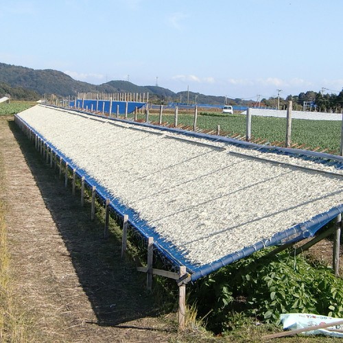 ベストプラネット 宮崎産 切干し大根 25g