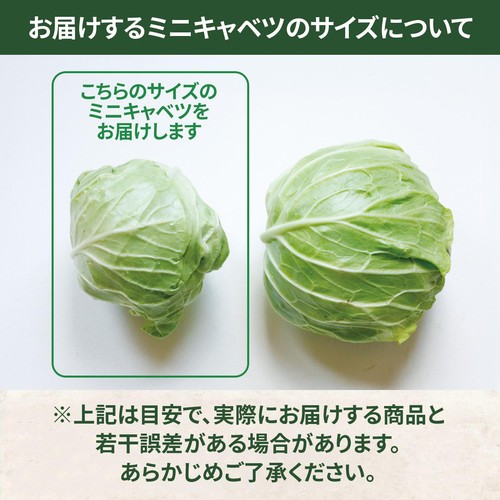 茨城県産 ミニキャベツ 1個 Green Beans | グリーンビーンズ by AEON