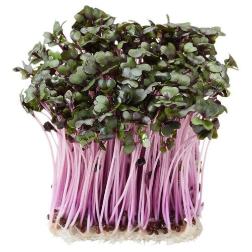 村上農園 レッドキャベツ スプラウト 1パック Green Beans | グリーン