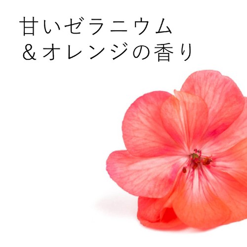 エコストアジャパン エコストア ランドリーリキッド ゼラニウム&オレンジ つめかえ用 1000mL