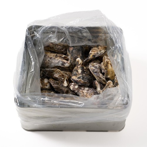 【冷凍】クニヒロ 生冷殻付きかき 缶焼セット 1kg