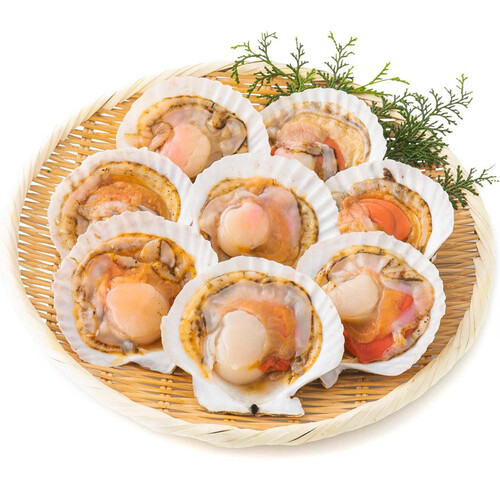 貝　【まとめ売り】 貝類館-「貝類」に特化した博物館-【西宮市】 | バッグ、財布、革製品