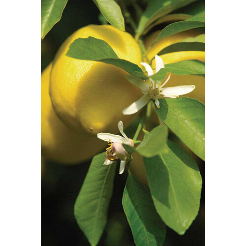 カリフォルニア産サンキスト レモン 2個入 機能性表示食品 Green Beans