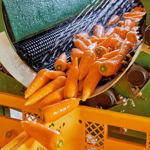 有機】千葉県産 まかないにんじん 2kg 1袋 Green Beans | グリーン