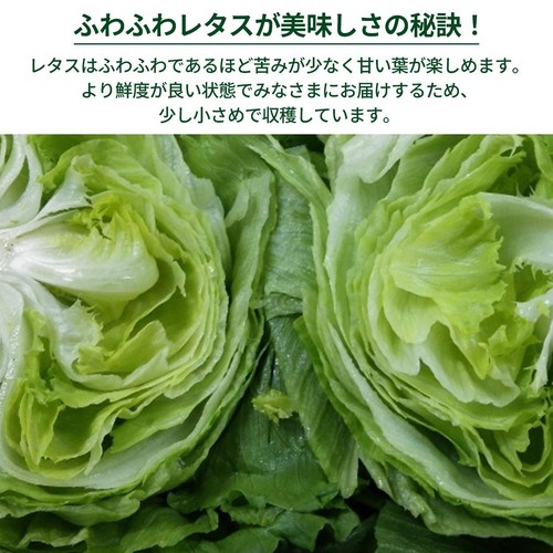 ［鮮度+］長野県産 レタス 1個