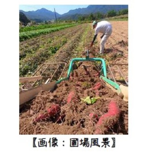 山城屋 京都産 干しいも 100g