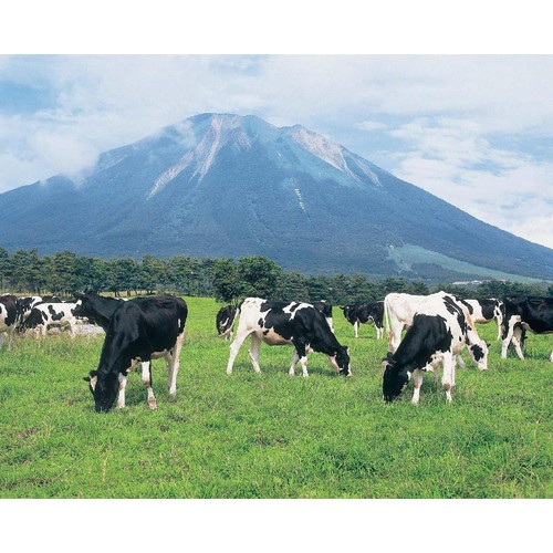 大山乳業農業協同組合 大山 おいしい珈琲モナカ 135ml