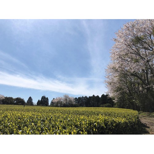 水宗園本舗 有機栽培 抹茶入り玄米茶 20袋(60g)