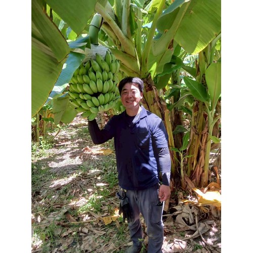 沖縄県産 泉川ファームのアップルバナナ 300g
