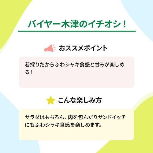 ［鮮度+］長野県産 レタス 1個