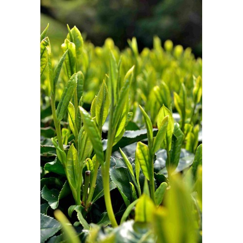 葉桐  静岡産 徳用新茶 200g