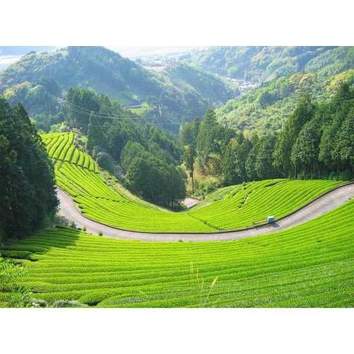 葉桐 農薬不使用栽培 繁田さんの高山茶 80g
