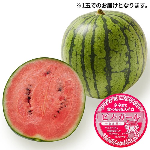 国内産 タネごと食べられるすいかピノ・ガール 小さめ 1.2kg 1玉