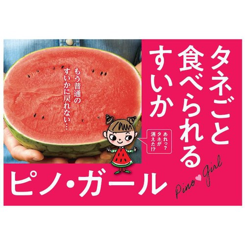 [食べごろ+] 国内産 タネごと食べられるすいかピノ・ガール ハーフカット
