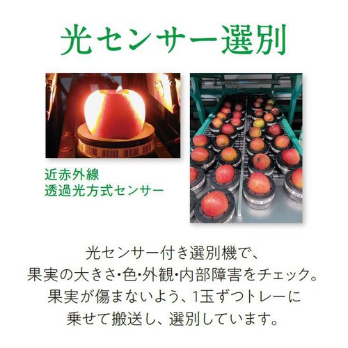 青森県産ファーマインド 真の実光選のふじ 2個