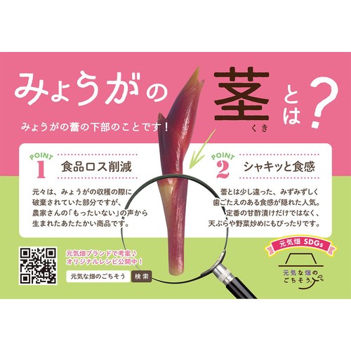 高知県産 もったい茎(みょうがの茎) 300g 1袋
