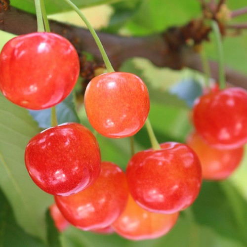 山形県産 さくらんぼ(紅さやか) 小さめ 180g