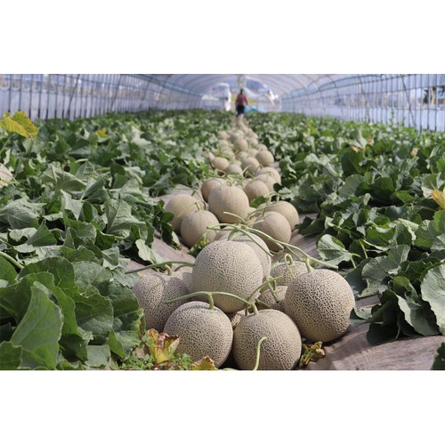 ※メロン※ 北海道・新十津川町「ノースランドレッドメロン」販売開始！ | 奈良の