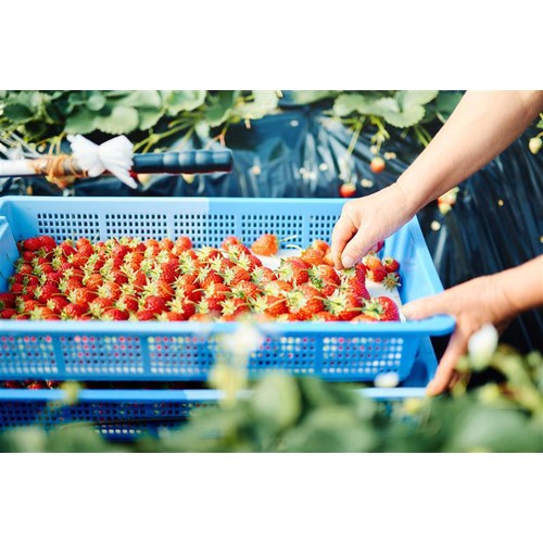 栃木県産ファーム大越 宇南プレミアムいちご(とちあいか) 280g Green