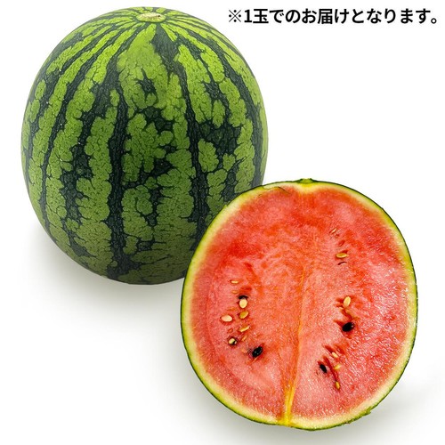 新潟県産 紅こだますいかルビームーン 1.4kg 1玉