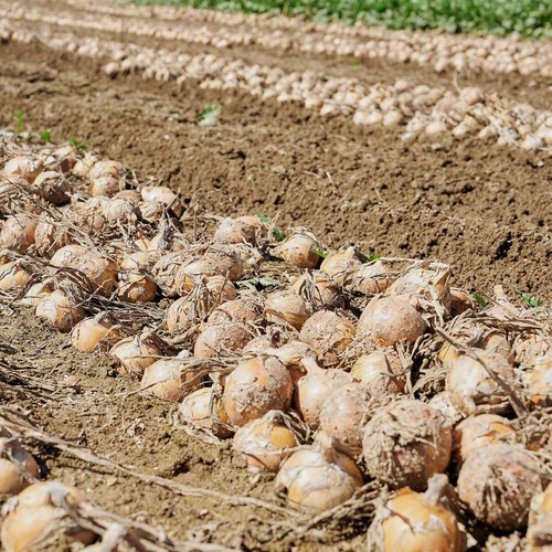 ［鮮度+］北海道産 たまねぎ 1.2kg(5-6個) 1袋