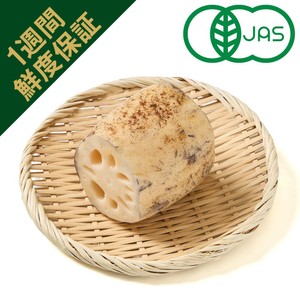 鮮度+］【有機】千葉県産 成田ケンコウファーム 成福れんこん 300g 1
