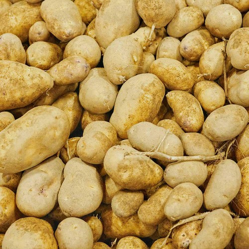 北海道産森浦農場 じゃがいも インカのめざめ(こつぶ) 600g 1袋 Green