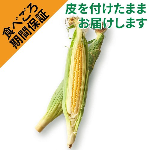 ［食べごろ+］群馬県産 とうもろこし 2本 1袋