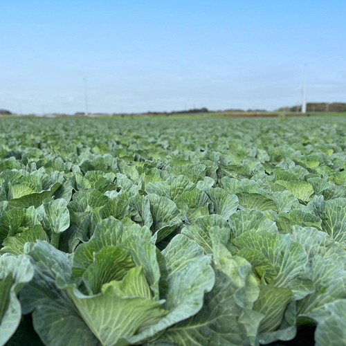 緑単キャベツ 緑単グランセクト 40枚＋調整パーツ(7枚)入り 2025年最新