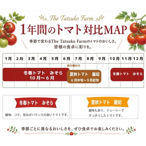 千葉県産 The Tatsuko Farm トマト 500g(3-5個)