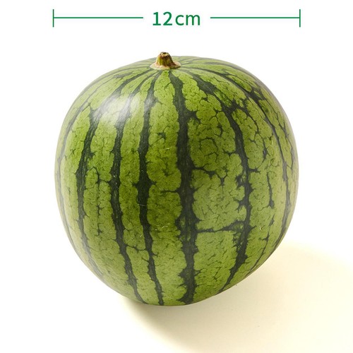 国内産 タネごと食べられるすいかピノ・ガール 小さめ 1.2kg 1玉