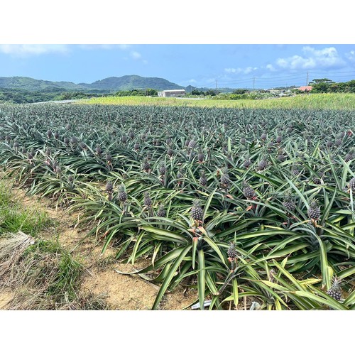 沖縄県産 減の恵みピーチパイン 540g 1個 トップバリュ