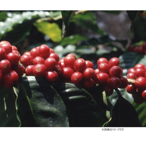 UCC 【粉】上島珈琲店ブレンド 150g