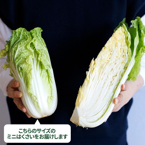 国内産 ミニはくさい 1個