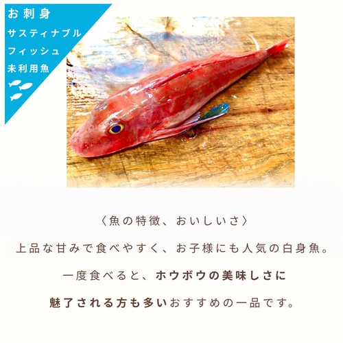 【冷凍】UMIのアトリエ 未利用魚 サステナブルフィッシュ 愛媛県産ホウボウの刺身スライス 50g