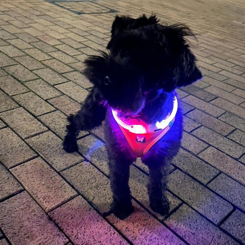 ペット用】 プラッツ 夜のお散歩ライト セーフティカラー45