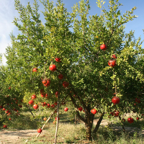 野田ハニー食品工業 ざくろジュース100% 500ml Green Beans | グリーン