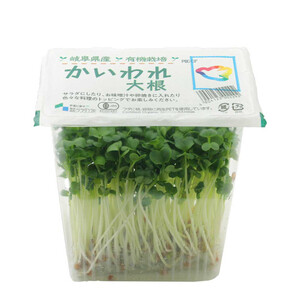 サラダコスモ 有機かいわれ大根 1パック Green Beans | グリーン