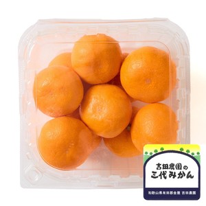 和歌山県産 ギュッと濃厚 吉田農園の有田三代みかん 10-12個 L-Mサイズ