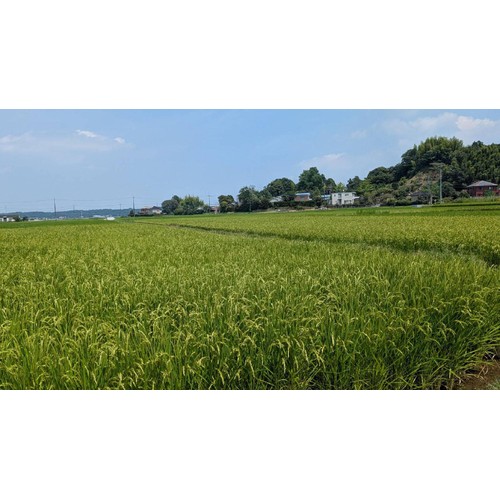 カワサキ森田屋 【冷蔵お届け/令和8年産】千葉県多古産 コシヒカリ 2kg