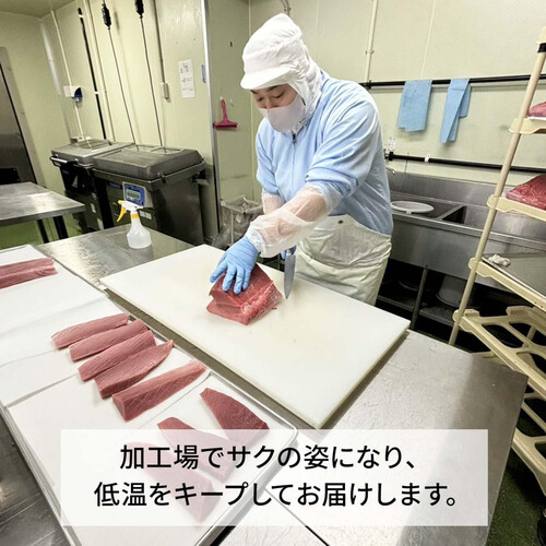 【冷蔵】 “生”のまま九州から空輸した本まぐろ［中とろ］刺身用サク(養殖) 150g