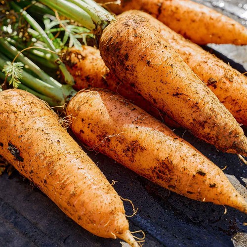 鮮度+］【有機】千葉県産 にんじん 400g 2-5本 1袋 Green Beans