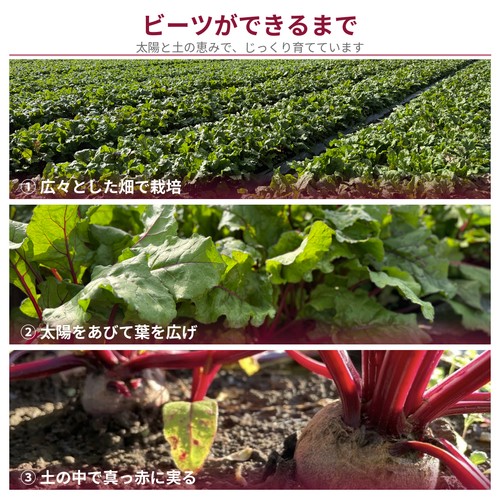 【有機】埼玉県産イオン農場 ビーツ 400g 2-5個